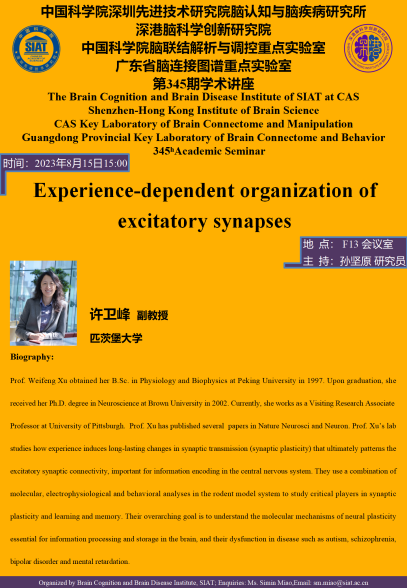 Experience-dependent organization of excitatory synapses